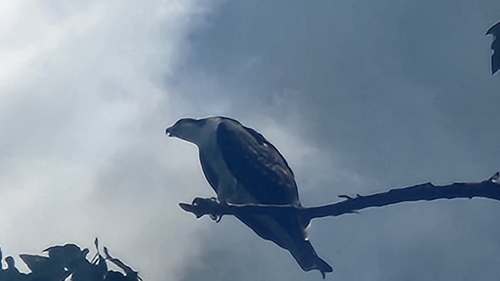 iNaturalist image