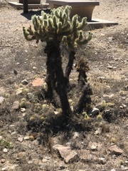Cylindropuntia bigelovii