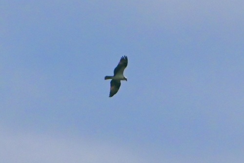 iNaturalist image