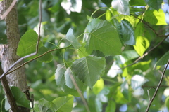 Populus deltoides deltoides
