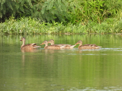 iNaturalist: (c) ChelseeS, some rights reserved (CC BY-NC), uploaded by ChelseeS iNaturalist image