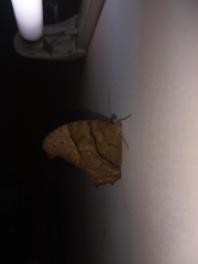Melanitis leda