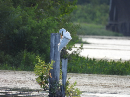 iNaturalist image