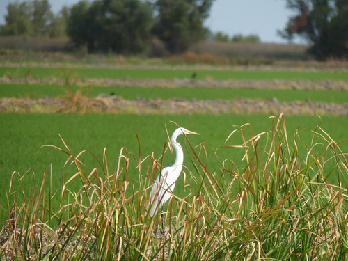 iNaturalist image