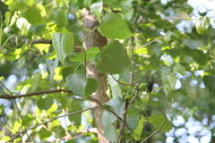 Populus deltoides deltoides
