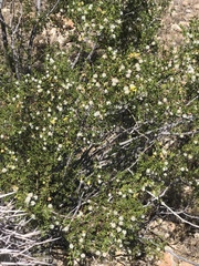 Larrea tridentata