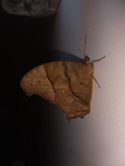 Melanitis leda