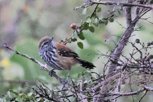 Rusty-backed Antwren (Formicivora rufa), photo 6