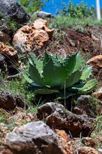 Agave cupreata