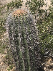 Carnegiea gigantea