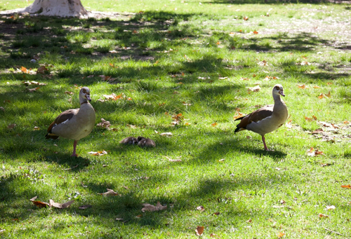 iNaturalist image
