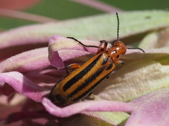 Pyrota discoidea
