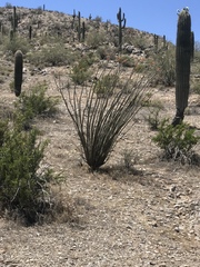 Fouquieria splendens