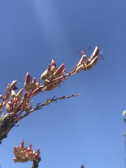 Fouquieria splendens