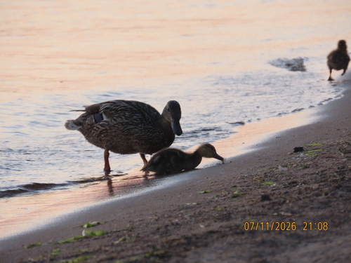 iNaturalist image