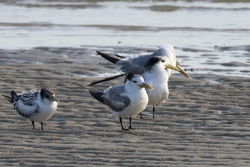 iNaturalist image