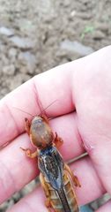 Gryllotalpa vineae