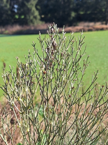 Baccharis notosergila