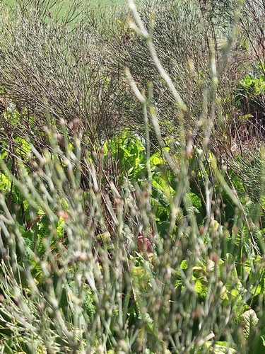 Baccharis notosergila, photograph 2