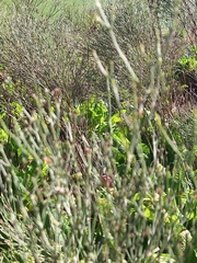 Baccharis notosergila, photograph (c) Rocío Esmeralda Pose, some rights reserved (CC BY)