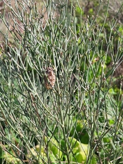 Baccharis notosergila, photograph (c) Rocío Esmeralda Pose, some rights reserved (CC BY)