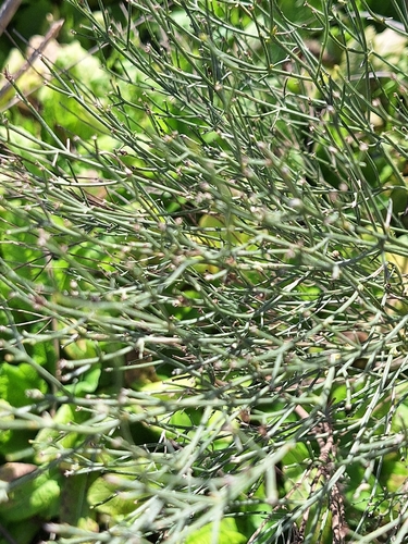 Baccharis notosergila, photograph 4