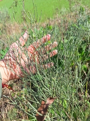 Baccharis notosergila, photograph (c) Rocío Esmeralda Pose, some rights reserved (CC BY)