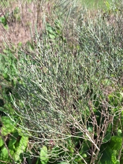 Baccharis notosergila, photograph (c) Rocío Esmeralda Pose, some rights reserved (CC BY)