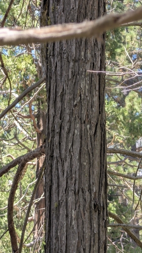 iNaturalist observation photo of Brown Creeper