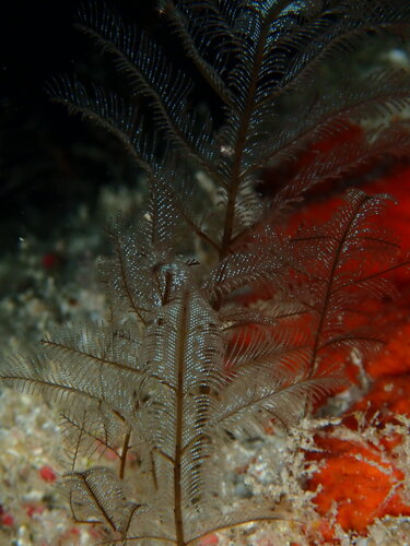 Macrorhynchia philippina observed 2026-07-26