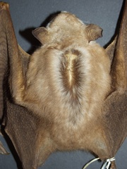 Campo-Ma'an Fruit Bat photo 2