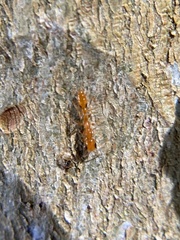 Pseudomyrmex simplex