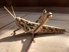 Cyrtacanthacris tatarica
