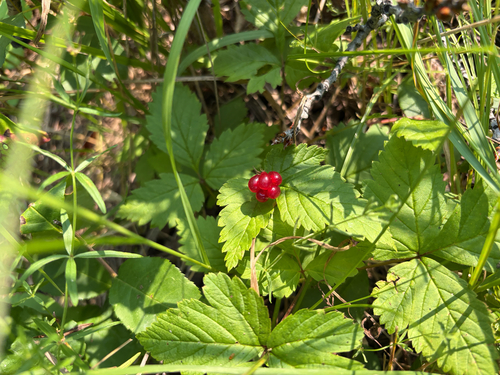dwarf raspberry