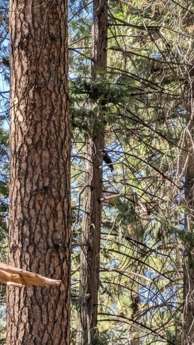 iNaturalist observation photo of Common Raven