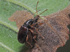 Phyllobius oblongus