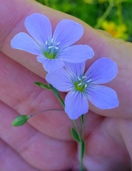 Linum pratense