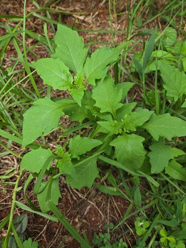 Solanum americanum observed 2026-07-24