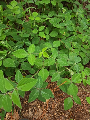 Desmodium intortum observed 2026-07-26