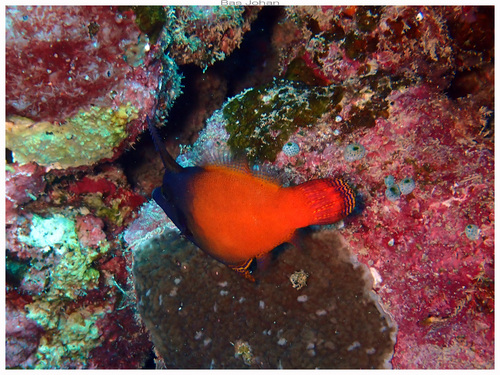 Pervagor melanocephalus observed 2026-07-26