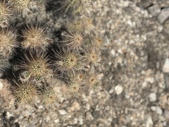 Echinocereus engelmannii engelmannii