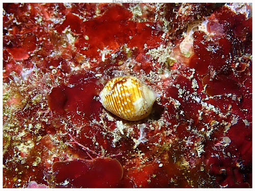 Euplica turturina observed 2026-07-26