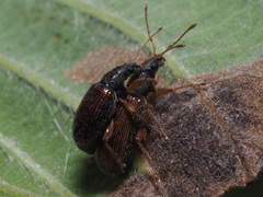Phyllobius oblongus
