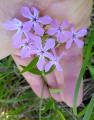 Phlox pilosa