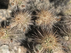 Echinocereus engelmannii engelmannii