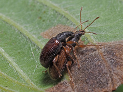 Phyllobius oblongus