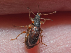 Phyllobius oblongus