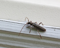 Parelaphidion aspersum