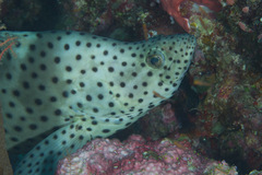 Chromileptes altivelis