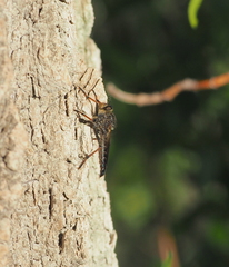 Pamponerus germanicus